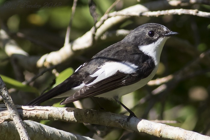 Pied Flycatcher