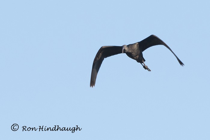Glossy Ibis
