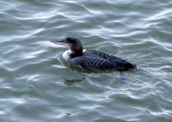 Great Northern Diver
