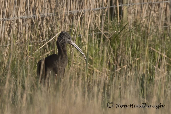 Glossy Ibis