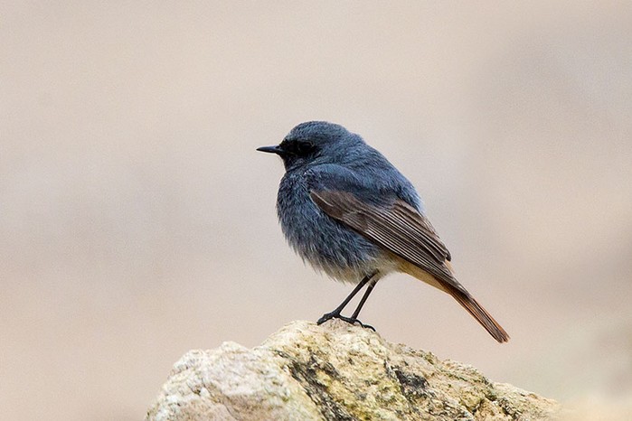 Black Redstart