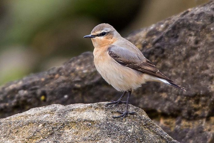 Wheatear