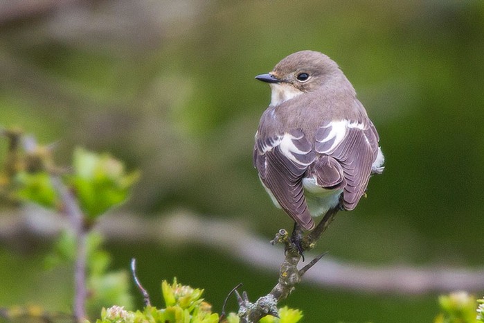 Pied Flycatcher