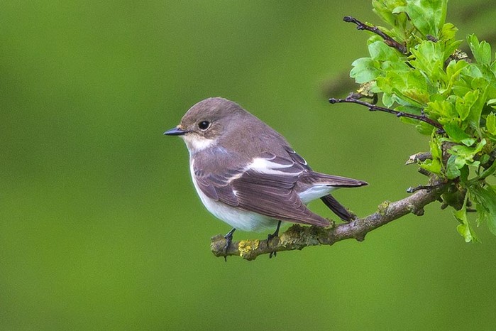 Pied Flycatcher