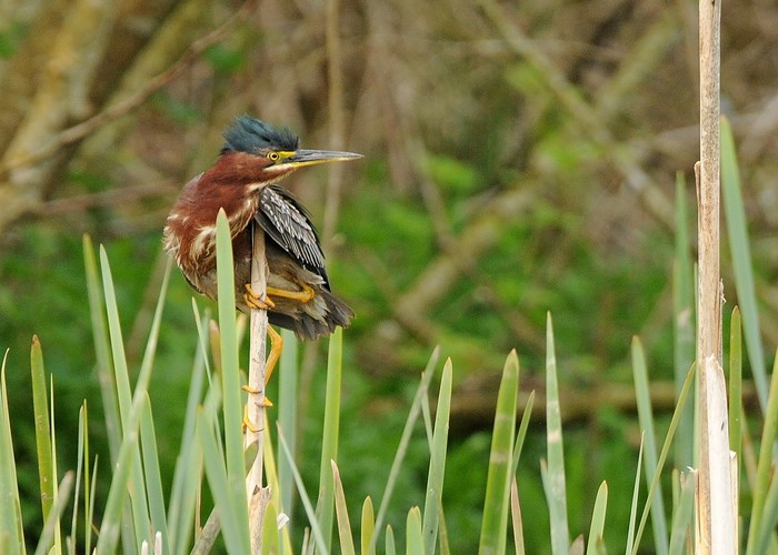 Green Heron