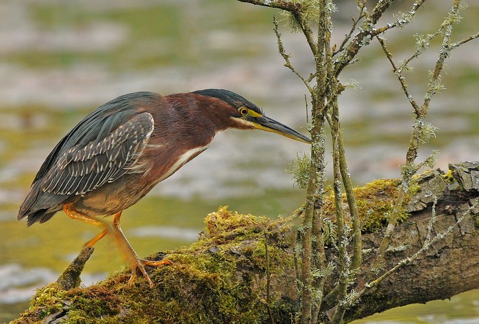 Green Heron