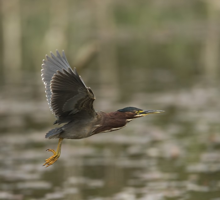 Green heron