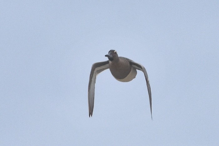 Garganey