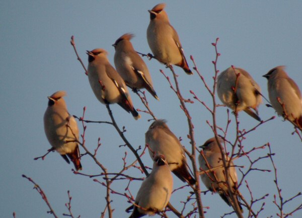 Waxwing