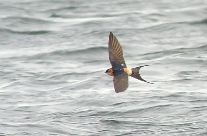 Red-rumped Swallow