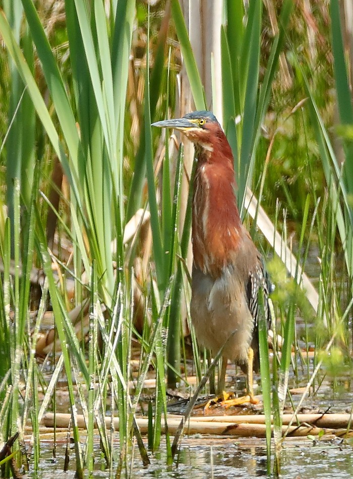 Green Heron
