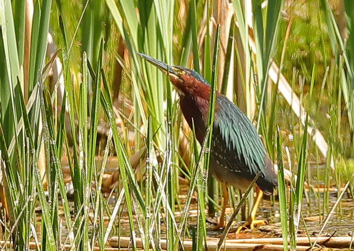 Green Heron