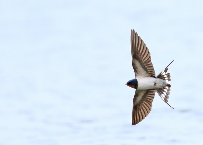 Swallow
