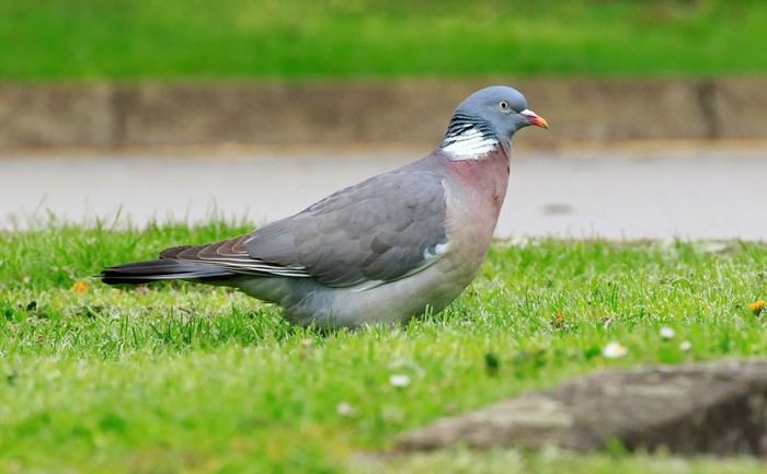 Woodpigeon