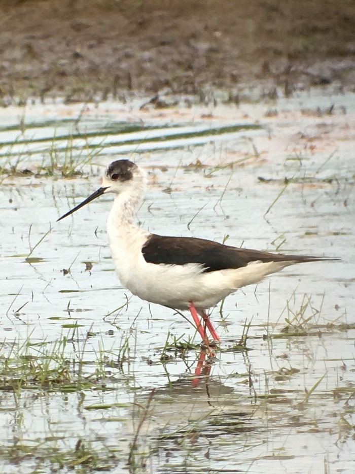 Black-winged Stilt