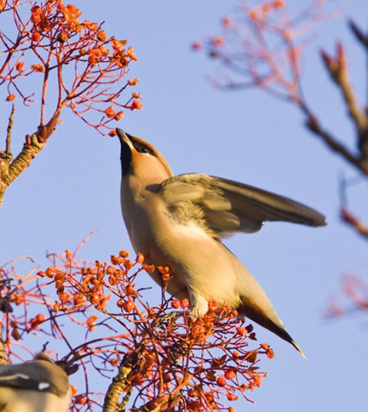 Waxwing