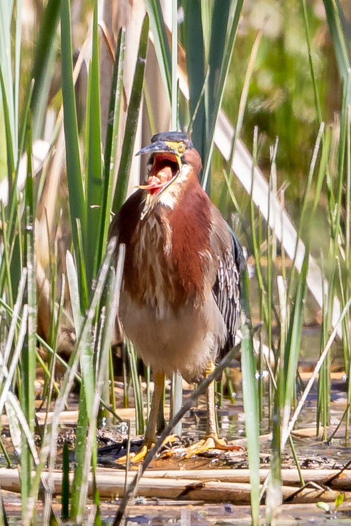 Green Heron