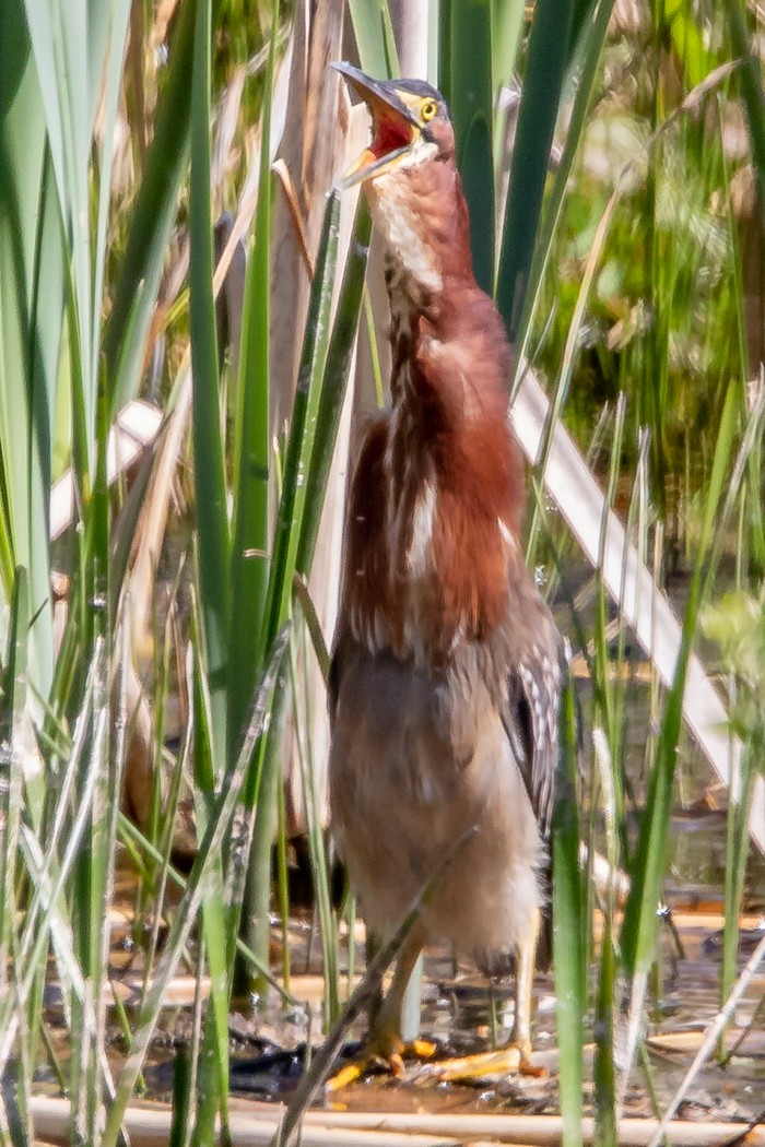 Green Heron