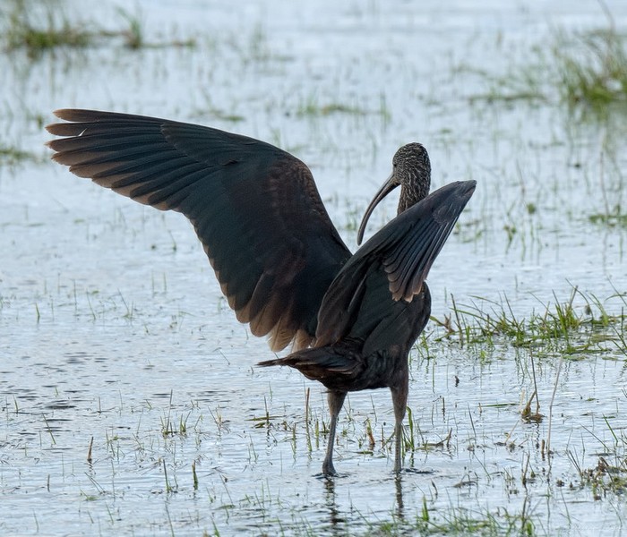 Glossy Ibis