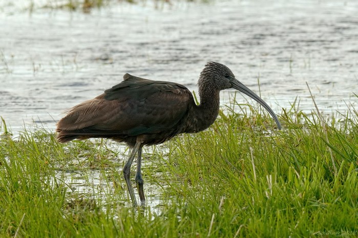 Glossy Ibis