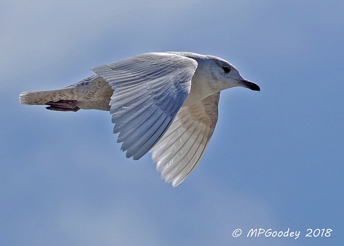 Iceland Gull