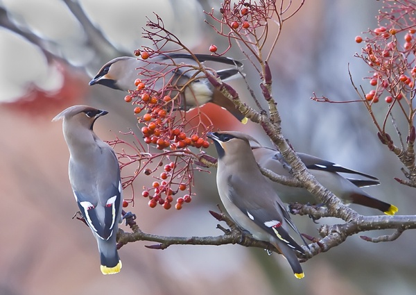 Waxwing