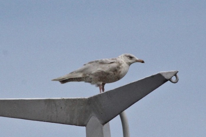 Glaucous Gull