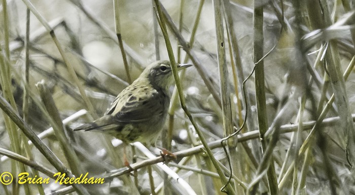 Grasshopper Warbler