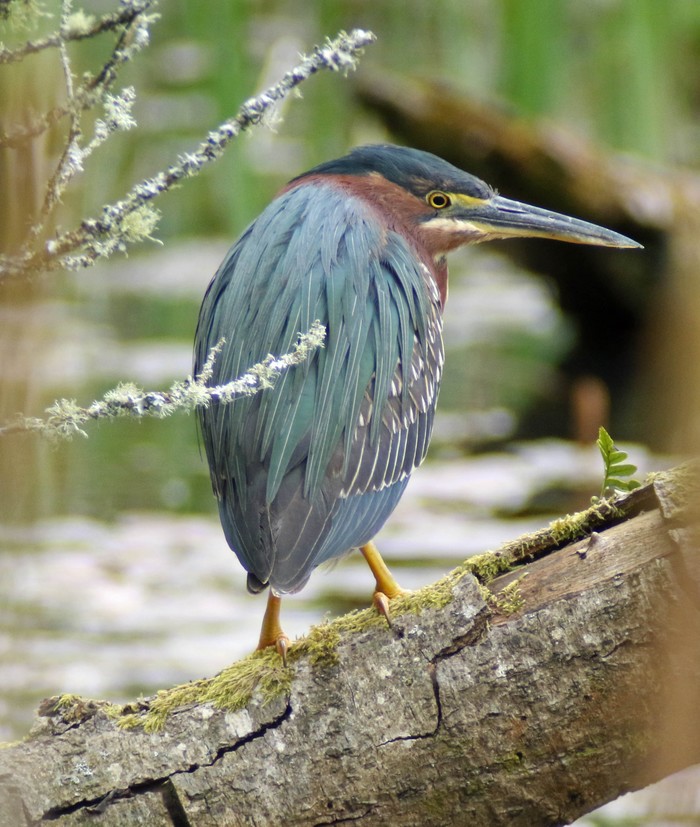 Green Heron