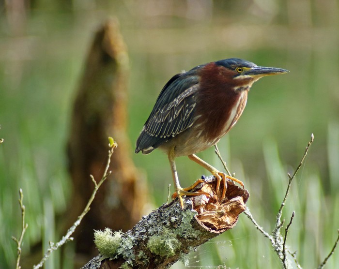 Green Heron