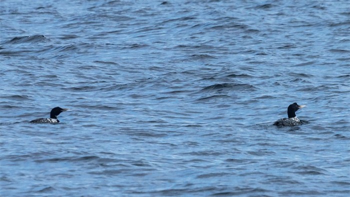 White-billed Diver
