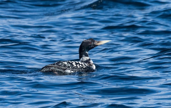 White-billed Diver