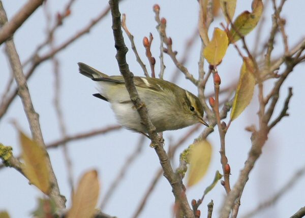 Yellow-browed Warbler