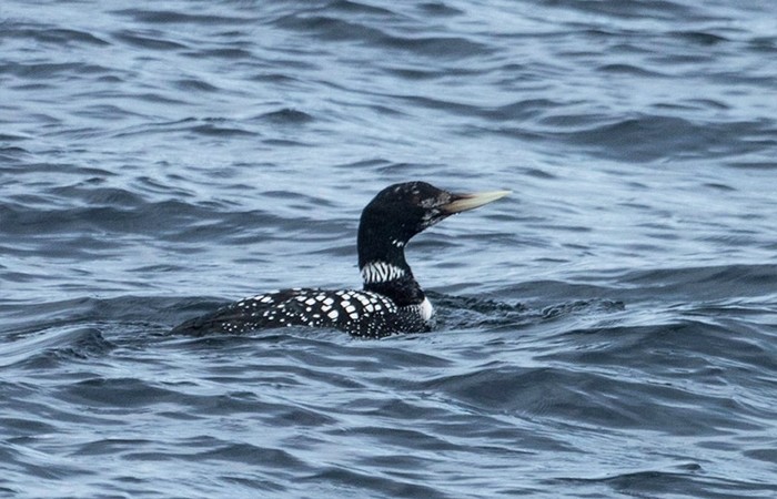 White-billed Diver