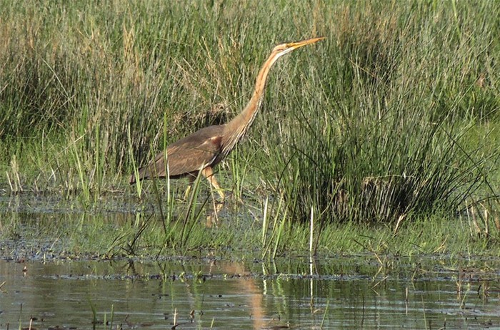 Purple Heron