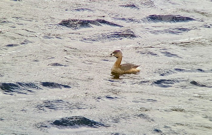 Pied-billed Grebe