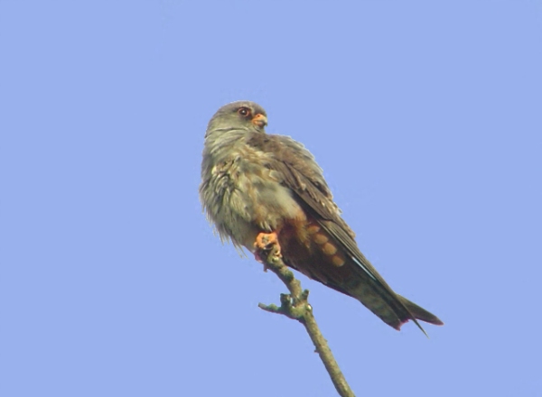 Red-footed Falcon