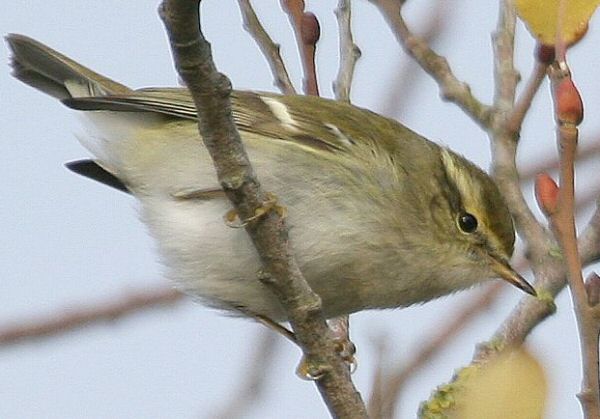 Yellow-browed Warbler