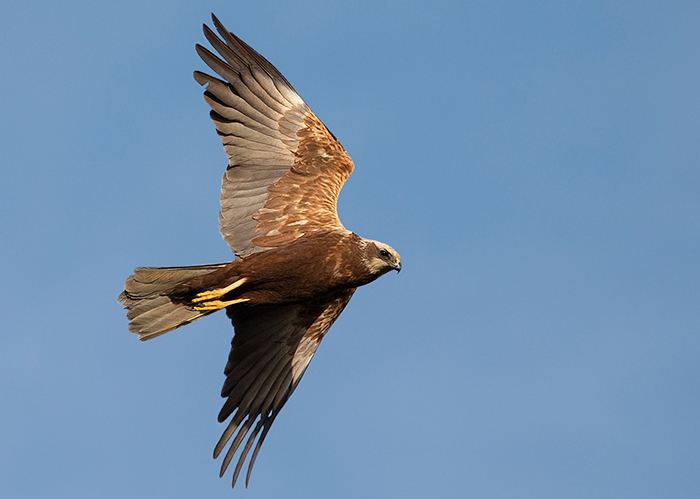 Marsh Harrier