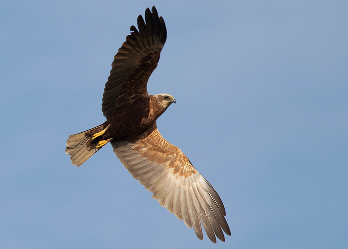 Marsh Harrier