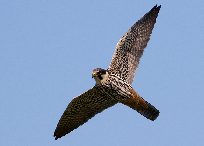 Hobby