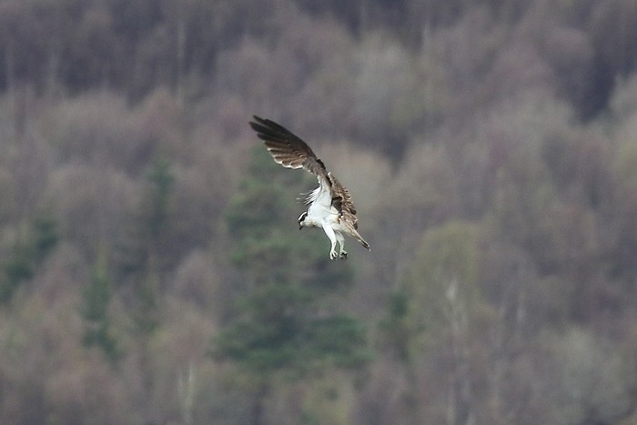 Osprey