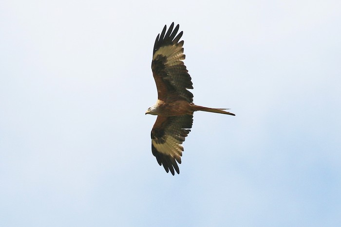 Red Kite