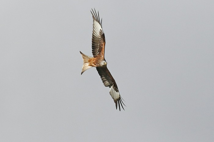 Red Kite