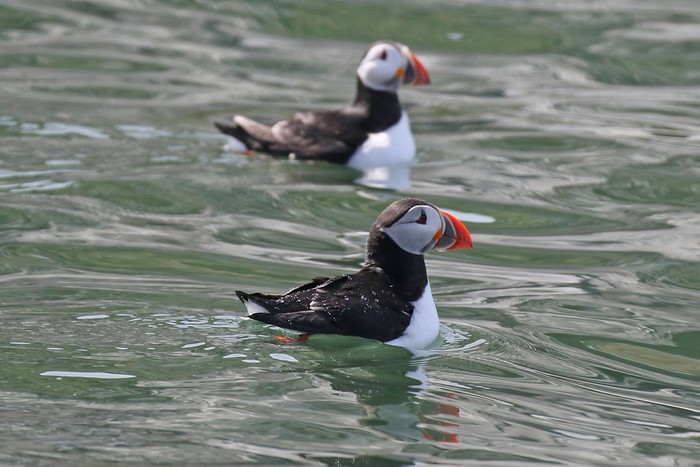 Puffin 