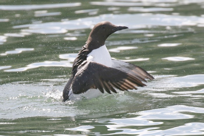 Guillemot