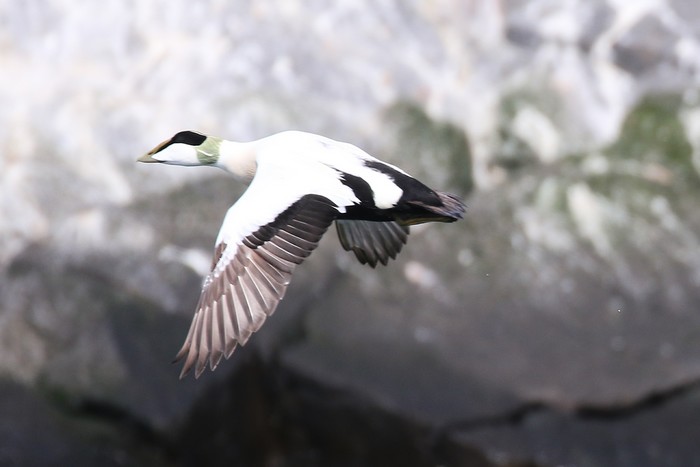 Eider
