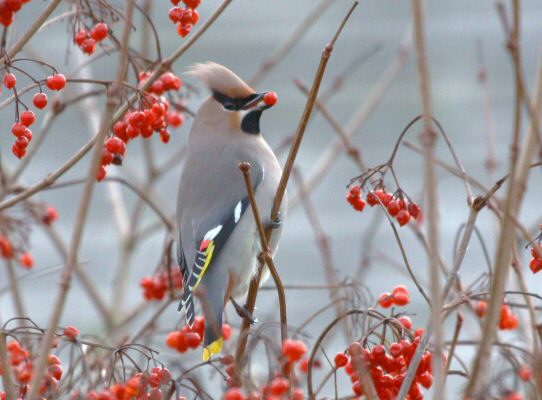Waxwing