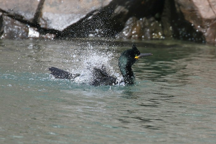 Shag