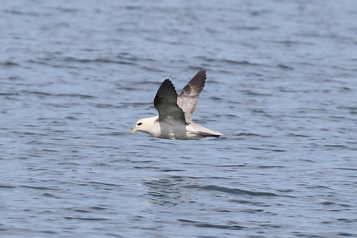 Fulmar